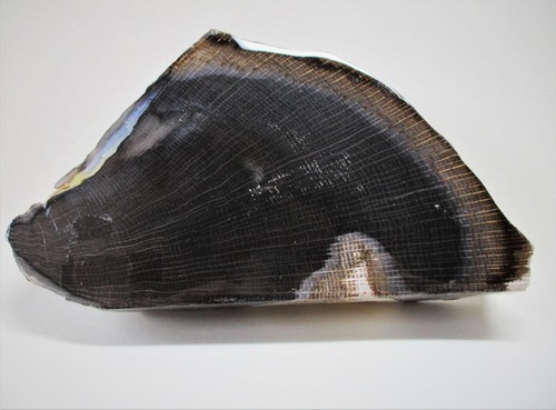 Versteinertes holz - holz, --
