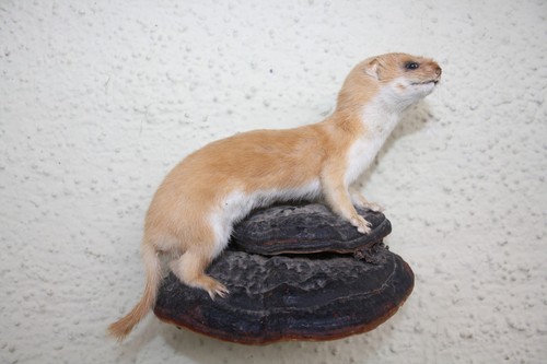 Tierpräparat wiesel - tierpräparat,