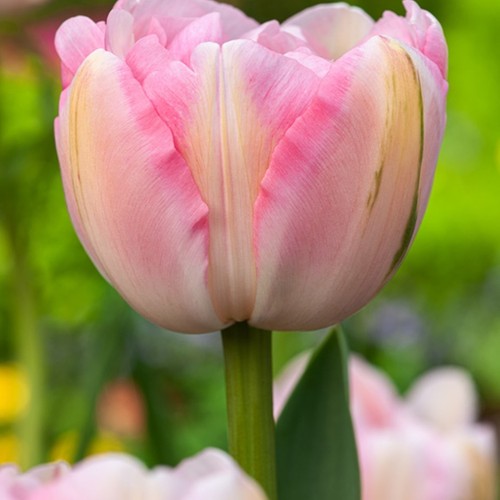 Tulpen blumenzwiebeln - tulpen,