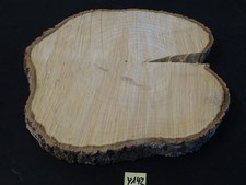 Pappel,Baumscheibe,Holzscheibe