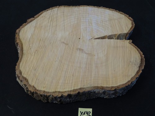 Pappel,Baumscheibe,Holzscheibe