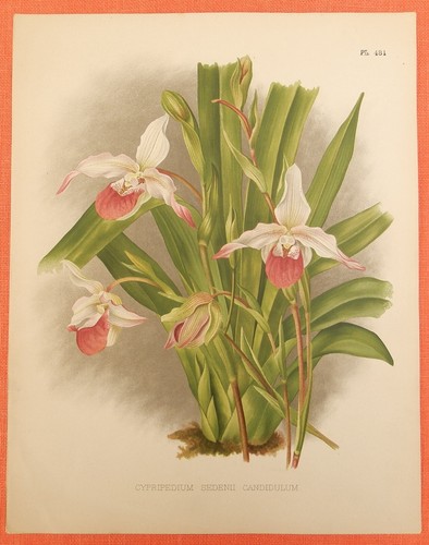 Cypripedium sedenii candidulum - cypripedium,