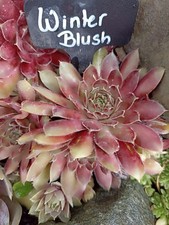 2x Kindel Sempervivum * Winter