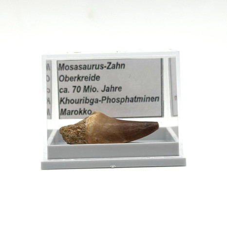 Schöner mosasaurus zahn - 1,