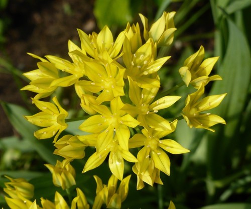 Winterhart gelber allium - gelber,