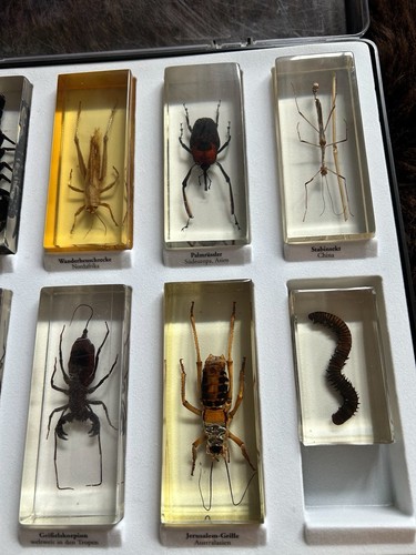 Mini biester sammlung insekten - biester,