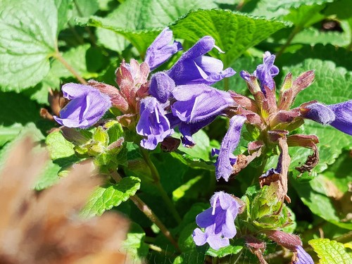Seeds dracocephalum rupestre - dracocephalum,