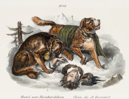 Bernhardiner-Rettungsmission