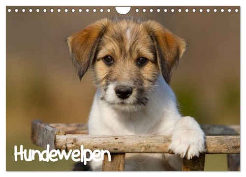Hundewelpen wandkalender 2027 - hundewelpen,