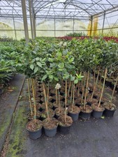 2x Mittelmeerschneeball