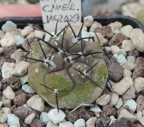 Copiapoa cinerea 2029 - copiapoa,