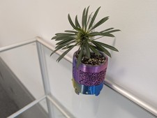 Madagaskarpalme, Jungpflanze