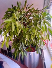 Wunderschöner Ficus Benjamina