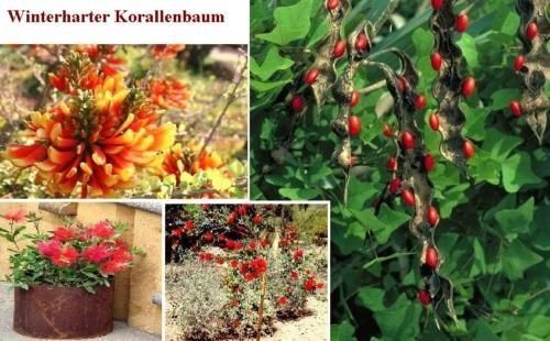 Korallen baum pflanzen - korallen-baum, für