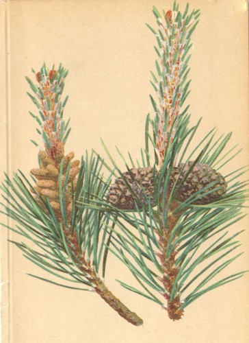 Alpenflora alpenblumen pinus - alpenblumen.,