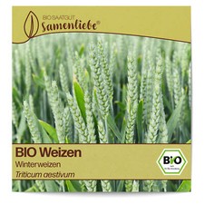 BIO Weizen Samen Sorte