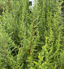 10St. Libanonzeder, 80-120 cm Sprosshöhe, Wurzelware