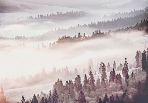 Fototapete wald nebel - fototapete, 3d
