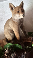 Jungfuchs PRÄPARAT Fuchs auf Baumstamm