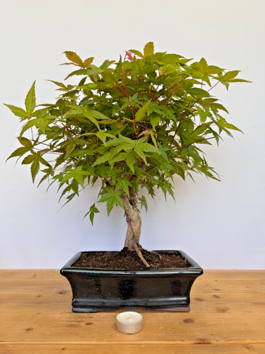 Bonsai acer palmatum deshojo - bonsai,