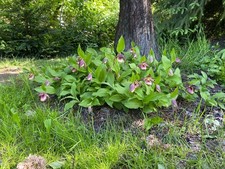 Cypripedium Carol Ilene, 10 mehrtriebige XXL Jungpflanzen, mindestens 20 Sprosse