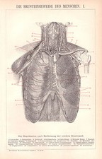 Brusteingeweide des Menschen  I + II   Organe Herz Lunge Arzt  Anatomie  1895