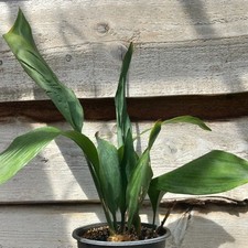 Aspidistra elatior, total 50-70 cm, 2 ltr. pot