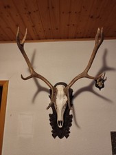 Rothirsch Hirschgeweih Trophäenschild, 8 Enden, H 79 Cm