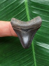 3,5 cm dunkler Zahn des