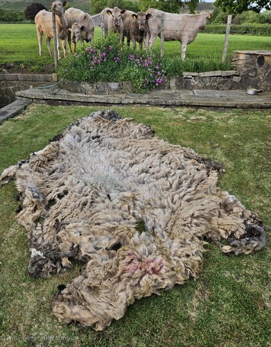 Peak district raw sheep - peak,