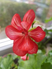 Geranien Pflanzen hängend