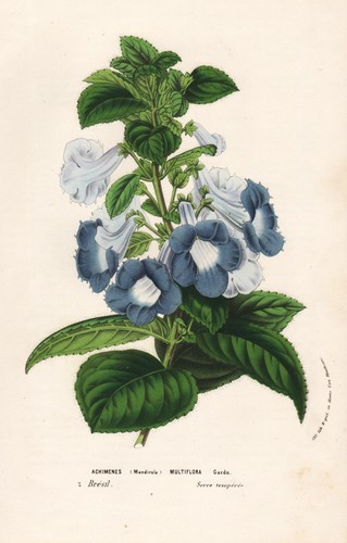 Achimenes multiflora brazil - multiflora,
