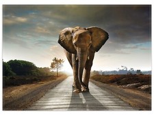 Wallario Teppich Fußmatte ab 50x70cm -Motiv Elefant Sonnenaufgang Afrika afrike