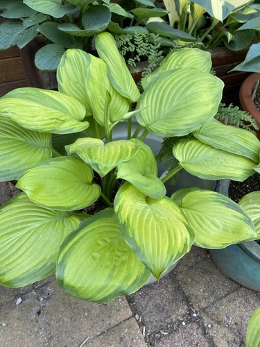 Hosta guacamole 1 - guacamole, ,