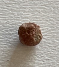 Metallagrecrinus acutus