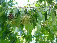 Baum-Hasel Corylus colurna