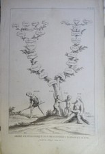 FRANZÖSISCHE SCHULE XVII GRAVUR STAMMBAUM ADAM EVE ABEL CAIN BIBEL 1700