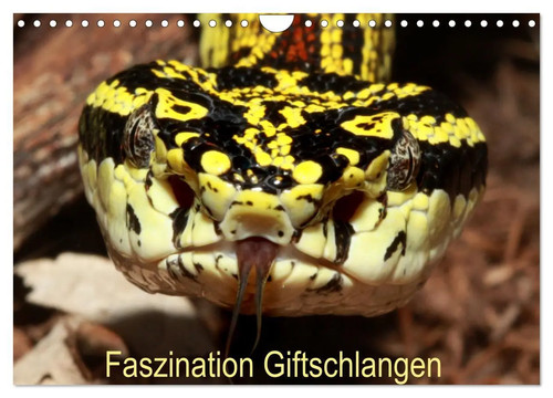 Faszination giftschlangen - faszination,