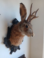 Rasselbock wolpertinger - rasselbock,
