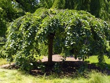 Lauben-Ulme CAMPERDOWNII auf Stamm 180 cm im Container
