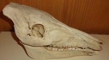 Großer Wildschweinschädel Präparat ,rezent  (S583) ?? Schau Mal durch !!