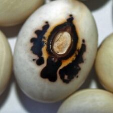 105 Stangenbohnen Monstranzbohnen  Bohne Bohnen Samen