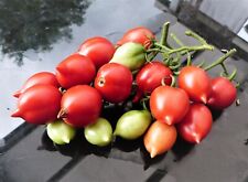 Piennolo del VESUVIO Wintertomate Tomatensamen 10 Samen aus eigenem Anbau