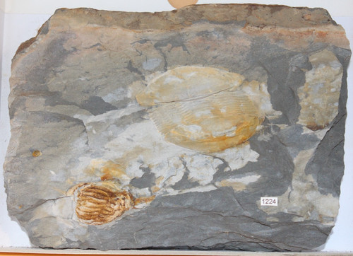 Ectillaenus giganteus - ectillaenus,