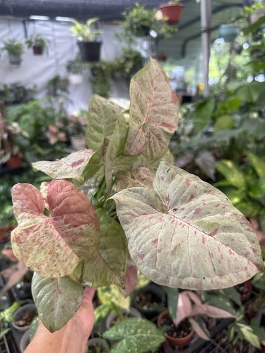 Syngonium podophyllum milk - podophyllum,