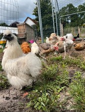 Bruteier Bunter Zwerghühner