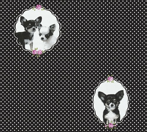 Kindertapete chihuahua hund - chihuahua,