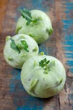 1000 Samen Kohlrabi White of Vienna Gemüse Garten Vegetable Seeds Pflanzen Beet