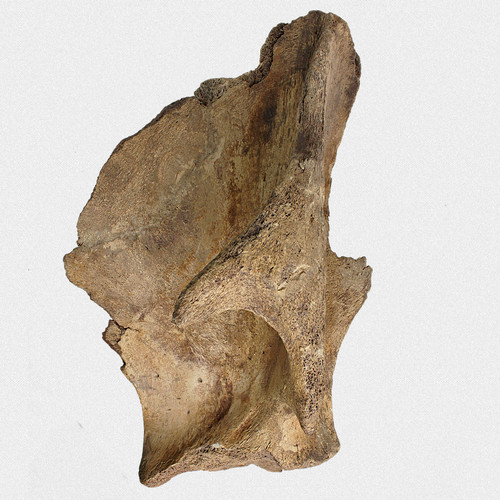 Fossil primigenius - fossil, m.