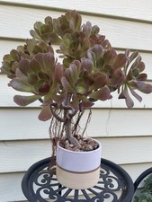Bonsai Tree Aeonium Blushing